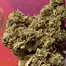 Patient Image of Mamedica® CHC T28 Chem Cookies #44 Medical Cannabis