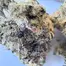 Patient Image of Humble Bud SC Smalls T25 Sticky Cake Medical Cannabis