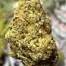 Patient Image of IPS KK T24 King's Kush Medical Cannabis