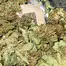 Patient Image of Weeco T25 Frosted Lemon Angel Medical Cannabis