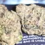 Patient Image of IPS PC T23 Permanent Chimera Medical Cannabis