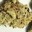 Patient Image of 4C Labs Core PGL T26 Platinum Garlic Medical Cannabis