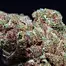 Patient Image of Curaleaf® HSR T21 High Silver Medical Cannabis