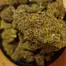 Patient Image of Packs™ T24 RS-11 Medical Cannabis