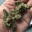 Patient Image of 4C Labs Craft Select DB T26 Death Bubba Medical Cannabis
