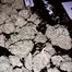 Patient Image of Khiron Satoline WW T18 White Widow (Cross) Medical Cannabis
