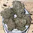 Patient Image of Grow® Pharma FC T22 French Cookies Medical Cannabis