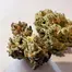 Patient Image of Grow® Pharma FC T22 French Cookies Medical Cannabis