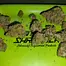 Patient Image of 4C Labs Craft Organic LIS T24 Lucy in the Sky Medical Cannabis