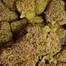 Patient Image of Packs™ T24 RS-11 Medical Cannabis