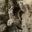 Patient Image of Green Karat LM T27 London Marker Medical Cannabis