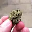 Patient Image of Tilray® T25 Master Kush Medical Cannabis