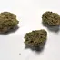 Patient Image of Together Pharmacy GO T20 Glueberry OG Medical Cannabis