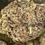 Patient Image of IPS PC T23 Permanent Chimera Medical Cannabis