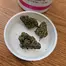 Patient Image of Aurora® Pedanios PND T31 Pink Diesel Medical Cannabis