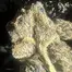 Patient Image of Phant INSX T20 Intersteller Medical Cannabis