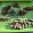 Patient Image of Clearleaf® GED T21 Gelato Dream Medical Cannabis