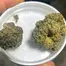 Patient Image of Grow® Pharma GEL T18 Gelato Medical Cannabis