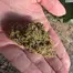 Patient Image of Headstone Cannabis LG T29 Lamb of God Medical Cannabis