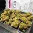 Patient Image of Noidecs T18 Peyote Critical Medical Cannabis