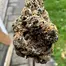 Patient Image of Humble Bud GM Smalls T25 Gelato Medical Cannabis