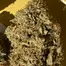 Patient Image of Tofino Ripper™ BC Craft LSO ELC LMN T21 Electric Lemon Medical Cannabis
