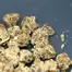 Patient Image of Greyscales SC T27 Strawberry Cough Medical Cannabis