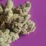 Patient Image of IPS JFA T20 Jet Fuel Apricot Medical Cannabis