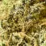 Patient Image of Greyscales PG T24 Pineapple Grape Medical Cannabis