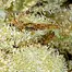 Patient Image of Tilray® T25 Master Kush Medical Cannabis