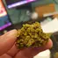 Patient Image of Adven® EMC-1 C13 Riga Medical Cannabis