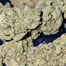 Patient Image of 4C Labs Value AKF T18 Alien Koffee Medical Cannabis