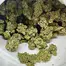 Patient Image of PharmaServ NL T24 Northern Lights Medical Cannabis