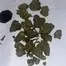 Patient Image of Lot420™ AB T27 Apples & Bananas Medical Cannabis