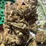 Patient Image of Sitka Legends WHG T26 White Hot Guava Medical Cannabis