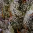 Patient Image of Superseed CK CTY T28 Cake City Medical Cannabis