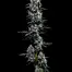 Patient Image of Superseed GLT CCK T30 Gelato Cheesecake Medical Cannabis