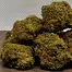Patient Image of Dalgety BFL T28 Britney's Frozen Lemon Medical Cannabis