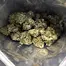 Patient Image of Tilray® T22 Headband Medical Cannabis