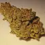 Patient Image of IPS SCP T21 Sherb Cream Pie Medical Cannabis