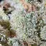 Patient Image of Green Karat MG T27 Modified Gas Medical Cannabis