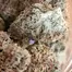 Patient Image of Greyscales GD T26 Gelato Dream Medical Cannabis
