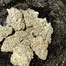 Patient Image of Humble Bud GM Smalls T25 Gelato Medical Cannabis