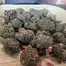 Patient Image of 4C Labs Craft Select GRZ T26 Green Runtz Medical Cannabis