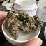 Patient Image of Grow® Pharma GEL T18 Gelato Medical Cannabis