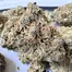 Patient Image of Green Joÿ MFL T26 Mango Fuel Medical Cannabis