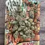 Patient Image of Mamedica® CJ T30 Cap Junky Medical Cannabis