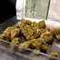 Patient Image of Ostara Solar T25 Bazookas Medical Cannabis