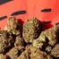 Patient Image of 4C Labs GGU T25 Grandi Guava Medical Cannabis