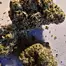 Patient Image of 4C Labs Premium DBT T31 Donkey Butter Medical Cannabis
